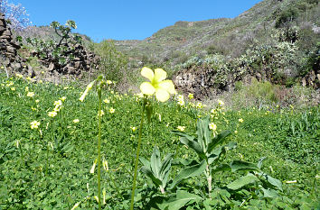 Barranco de Guayadeque auf Gran Canaria