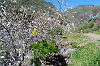Mandelbaumblüte Barranco de Guayadeque auf Gran Canaria