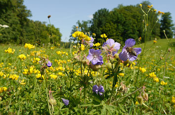 Kräuter- und Blumenwiese