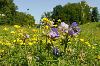 Sommerwiese mit Blumen