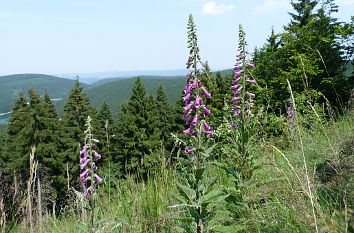 Fingerhut (Digitalis) im Th��ringer Wald