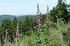 Fingerhut (Digitalis) im Thüringer Wald