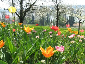Fr��hling mit Tulpen und bl��henden B��umen