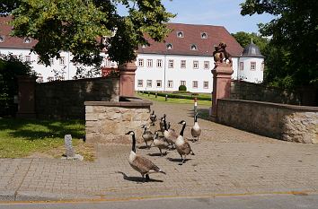 G��nse verlassen Schloss Heusenstamm