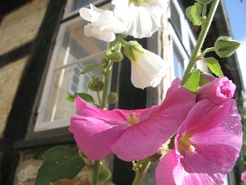 Malvenbl��ten am Fachwerkhaus