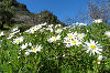 Margeriten in den Bergen auf Gran Canaria