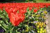 Ein Meer von roten Tulpen