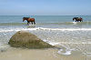 Monkey Beach National Park Penang