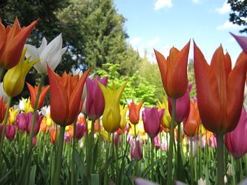 Nahaufnahme Tulpen