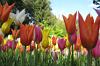 Nahaufnahme von Tulpen