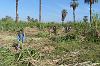 Zuckerrohrernte am Nil