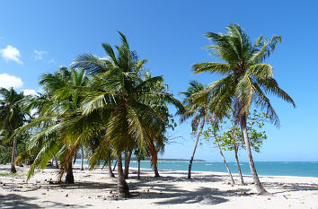 Palmen und Strand (Playa Dorada bei Puerto Plata)