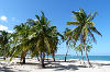 Palmen und Strand