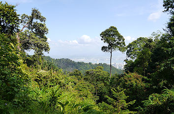 Tropischer Regenwald Malaysia