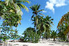 Pflanzen am Strand