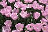 Rosa Tulpen