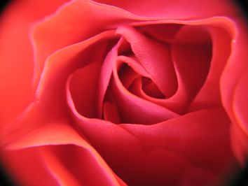 Rote Rosenbl��te