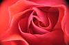 Rote Rosenblüte