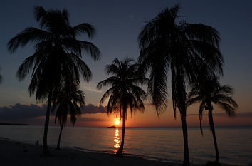 Sonnenuntergang und Kokospalmen am Karibischen Meer