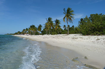 Strand mit Kokospalmen in der Karibik