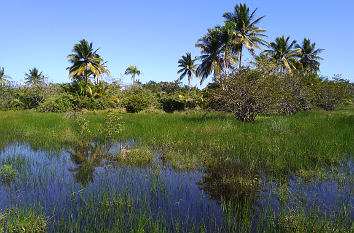 Sumpf mit Palmen