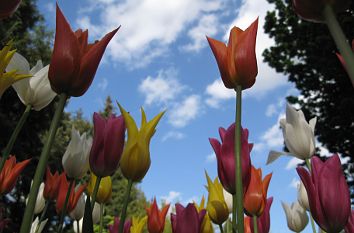 Tulpen und blauer Himmel