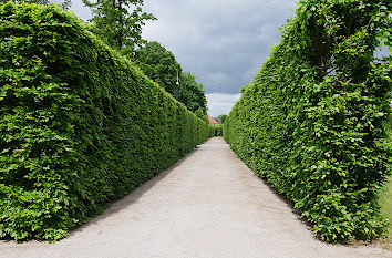 Hecke im Barockgarten Kloster Neuzelle