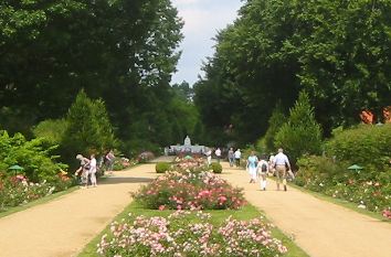 Hauptachse mit Rosen im Rosengarten Forst