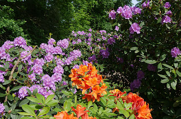 Rhododendren Schlossgarten Schloss Altdöbern