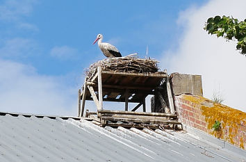 Storchennest im Storchendorf Rühstädt