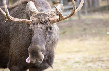 Elch im Wildpark Schorfheide