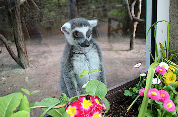 Katta Affe Zoo Eberswalde