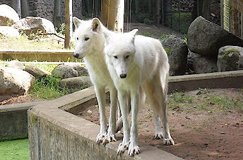 Weiße Wölfe Zoo Eberswalde