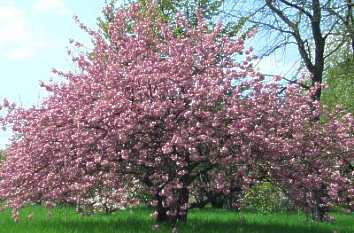 Blühende japanische Zierkirsche im Botanischen Garten