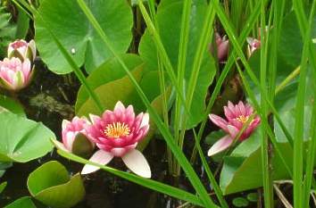 Seerose im Botanischen Garten Berlin