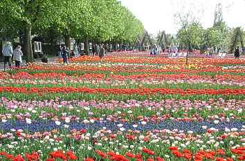 Frühjahrsblüher im Britzer Garten