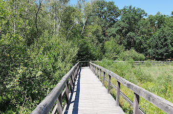 Hochmoor Teufelssee in den Müggelbergen