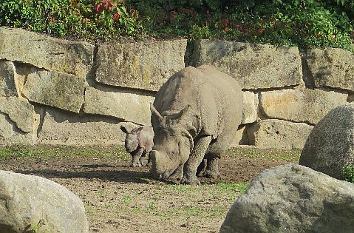 Nashörner im Tierpark Berlin-Friedrichsfelde