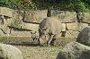 Tierpark Schloss Berlin-Friedrichsfelde