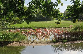 Flamingos im Tierpark Berlin-Friedrichsfelde