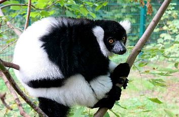 Vari im Tierpark Berlin-Friedrichsfelde