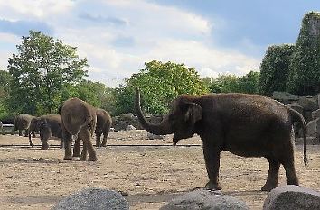 Elefanten im Tierpark Berlin-Friedrichsfelde