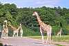 Tierpark Schloss Berlin-Friedrichsfelde