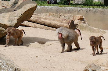 Paviane im Berliner Zoo