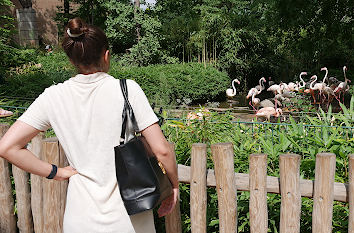 Beobachtung von Flamingos im Zoo Berlin