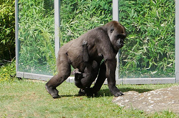 Gorilla mit Gorillababy Zoo Berlin