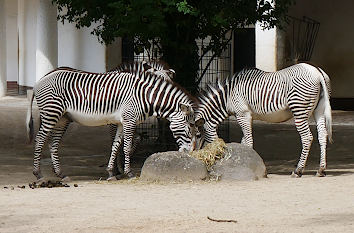 Zebras im Berliner Zoo