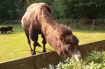 Trampeltier Tierpark Cottbus