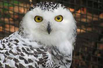 Schneeeule Tierpark Cottbus