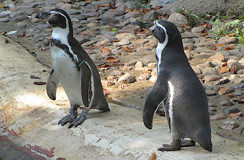 Pinguine Tierpark Cottbus